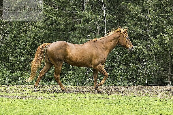 A chestnut color horse walks along in a pasture in north Idaho