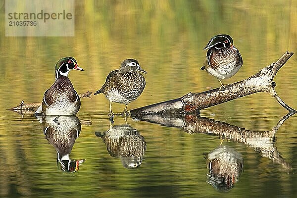 Three wood ducks  a female and two males  are perched on a log jutting out of the water in Spokane  Washington