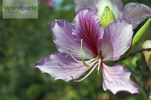 Purple flower of the Orchid tree or Mountain-ebony  Bauhinia variegata  native to southeastern Asia  from southern China west to India. It is called Kachnar (Hindi) or Kanchan (Bengali) in India