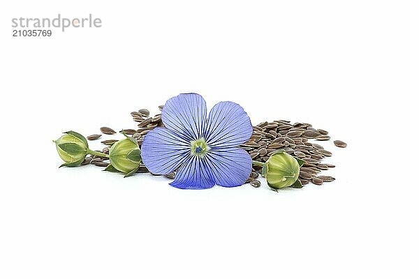 Flax flower and linseed seeds with flax fruit round capsules isolated on white background