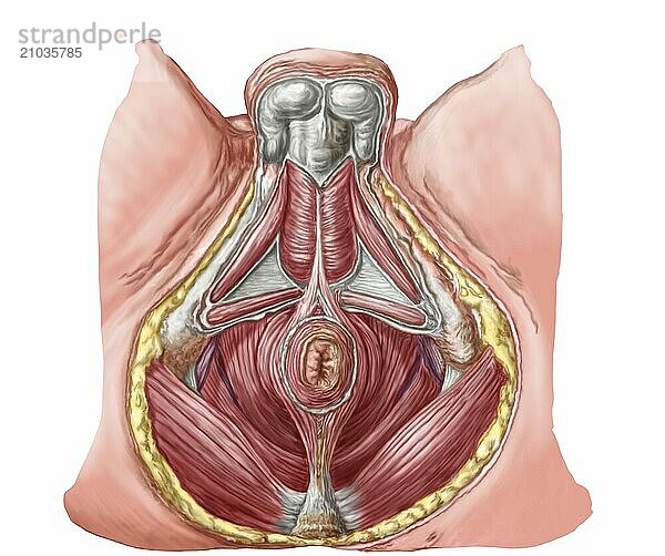 Pelvic floor of human male