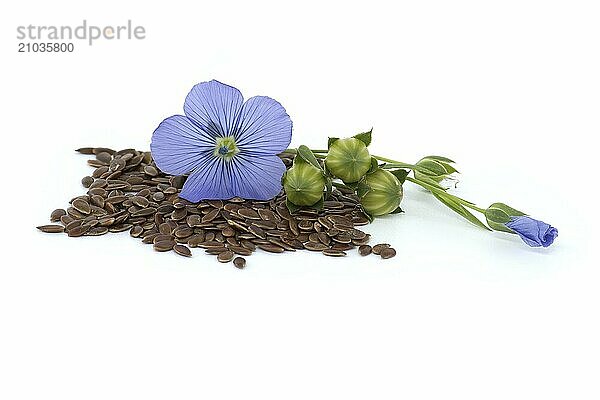 Flax flower and linseed seeds with flax fruit round capsules isolated on white background