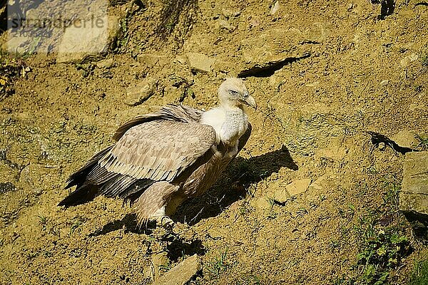 Eurasian griffon vulture (Gyps fulvus) standing on the ground  Bavaria  Germany  Europe