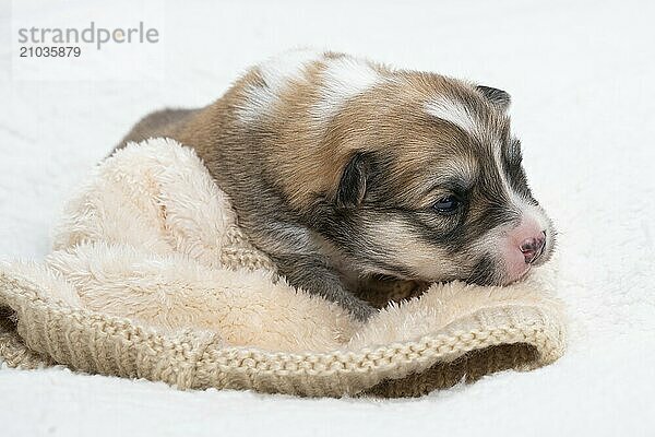 3 week old Icelandic puppy