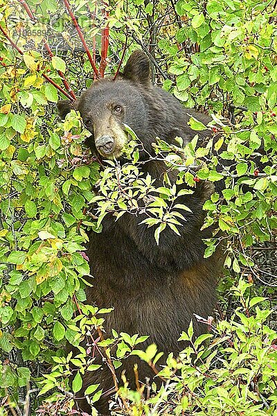 A female black bear is in the berry bushes eating berries in western Montana