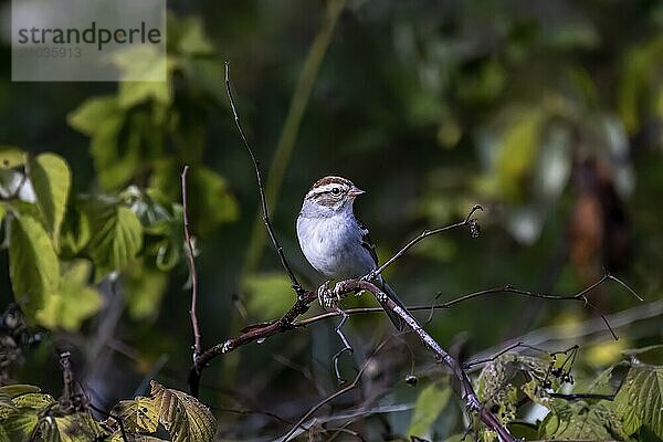 The white-crowned sparrow (Zonotrichia leucophrys) . Natural scene from Wisconsin