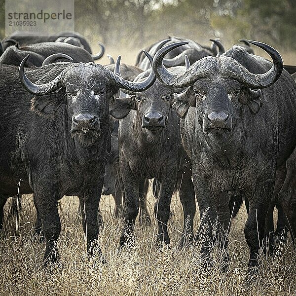 Three african buffalo (Syncerus caffer)  portrait  Balule Plains  South Africa  Africa