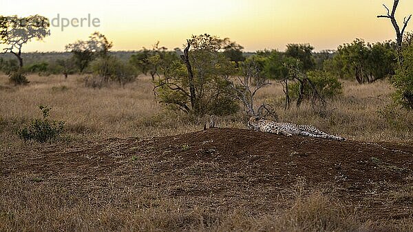 Cheetah (Acinonyx jubatus) lying on mound  Balule Plains  South Africa  Africa