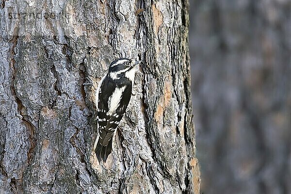 A female downey woodpecker clings to the side of a tree in north Idaho