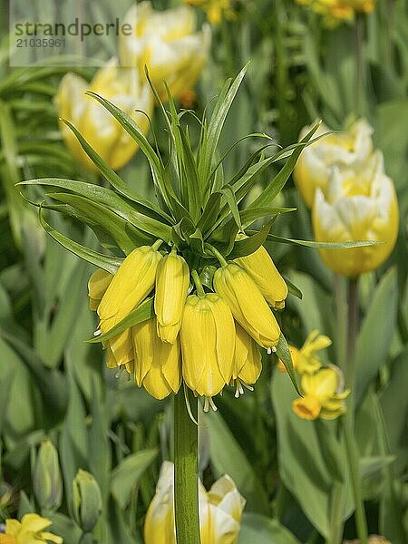 Yellow flower blossoms with green leaves and other yellow flowers in the blurred background  Amsterdam  Netherlands