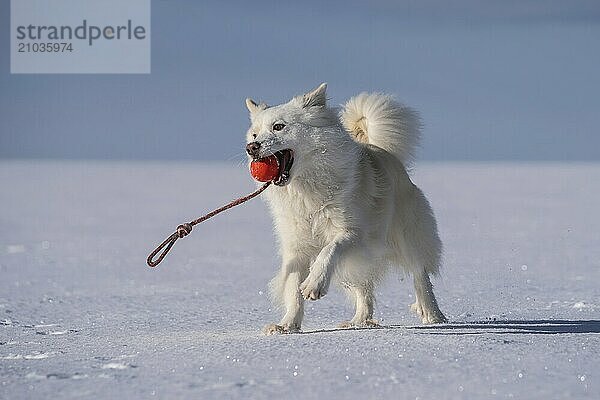 Retrieving Icelandic dog in the snow