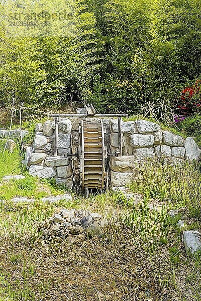 Old wooden water wheel in dried stream bed with background of colorful flowers in Gyeongju city  South Korea  Asia