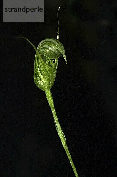 New Zealand native green hooded orchid  Taurantha collina  on black background