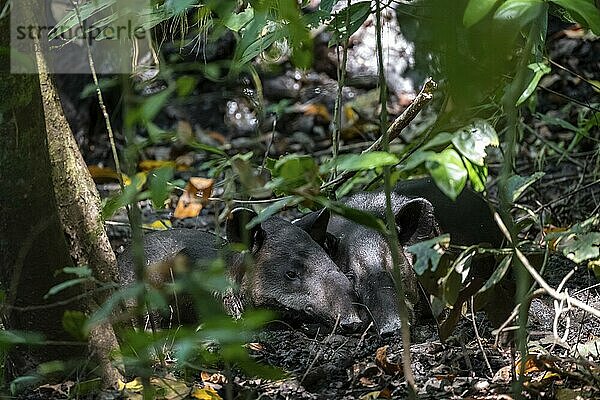 Baird's tapir (Tapirus bairdii)  mother with young  lying asleep in the rainforest  Corcovado National Park  Osa  Puntarena Province  Costa Rica  Central America