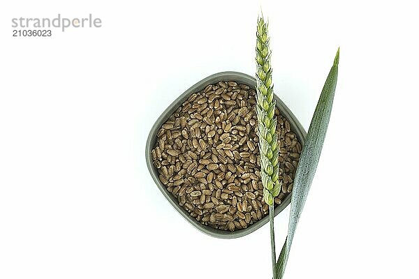 Close-up image of wheat grains in a bowl accompanied by a wheat spike and leaf isolated on a white background