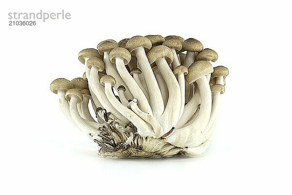 Beech mushrooms (Hypsizygus tessellatus) isolated on white background  type of edible mushroom that grows on beech trees