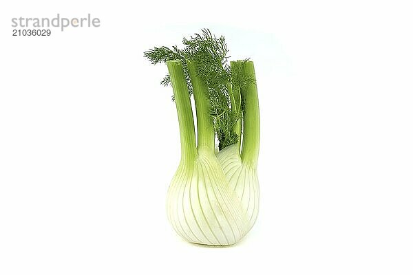 Whole fennel bulb predominantly light yellow  with contrasting shades of green on the stalks and feathery leaves isolated on white background