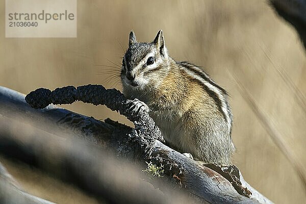 A small chipmunk is on a branch behind other branches at the Turnbull wildlife refuge in Cheney  Washington