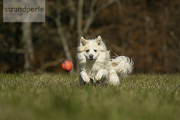 Ball games with my Icelandic dog