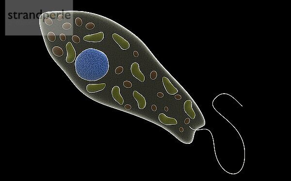 Conceptual image of Euglena