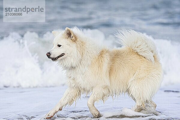 With my Icelandic dog at the Baltic Sea