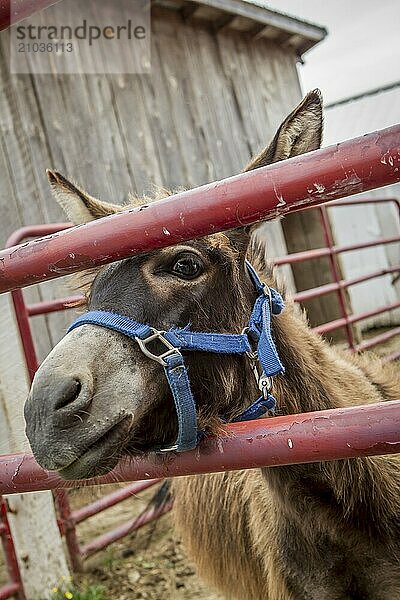 A cute donkey looks through a gate on a farm near Monroe  Indiana