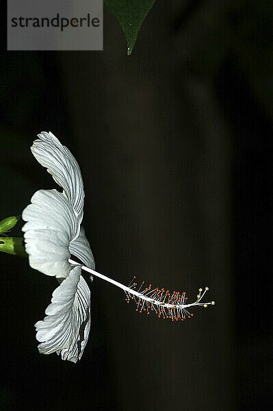 Profile of white hibiscus flower on black background