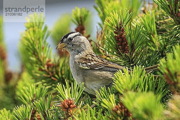 A white crowned sparrow  zonotrichia leucophrys  is perched on a plant in Seaside  Oregon