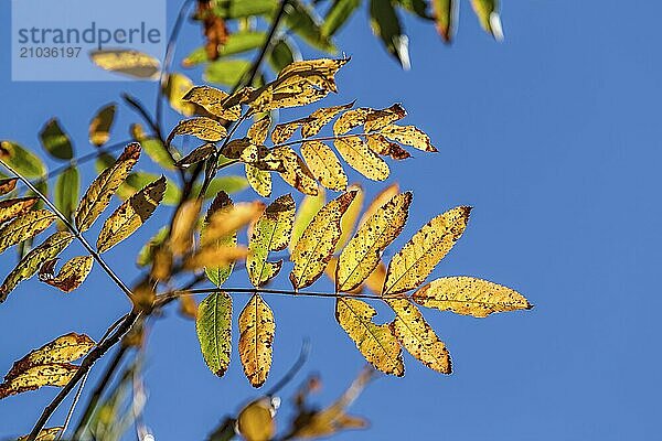 Yellow autumn leaves set against a blue background in north Idaho