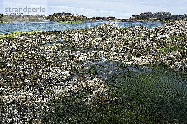 Wild Pacific West Coast of Vancouver Island  Canada  North America