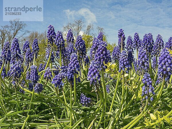 Close-up of a group of blue stars under a clear blue sky  Amsterdam  Netherlands