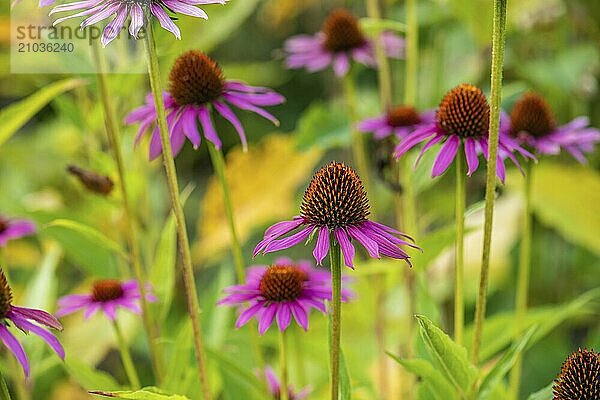 Flower of a Echinacea purpurea  purple coneflower