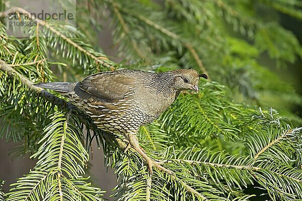 Female quail on a small pine tree branch in Rathdrum  Idaho