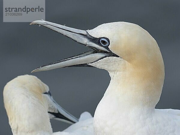 Gannet infected with bird flu