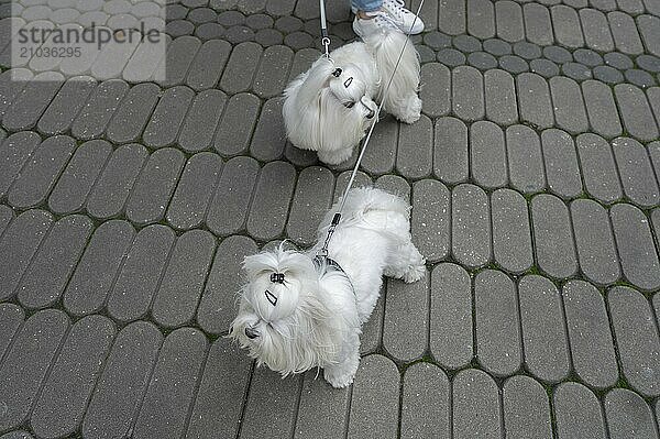 Two Maltese dogs on a leash  Nuremberg  Middle Franconia  Bavaria  Germany  Europe