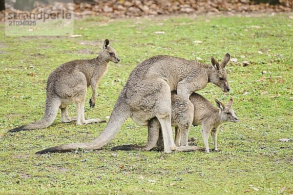 Western grey kangaroos (Macropus fuliginosus) pairing on a meadow  Germany  Europe