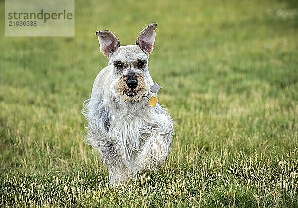 A miniature schnauzerm runs playfully toward the camera in a park in north Idaho