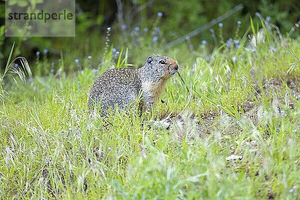 A columbian ground squirrel sits on a small rock near Athol  Idaho