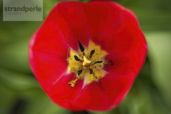 A close up photo of looking down into the center of a tulip in north Idaho