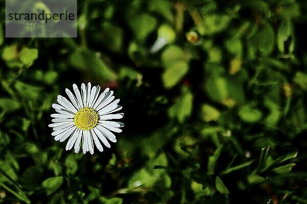 Common daisies (Bellis perennis) Close-up of a flower in a meadow with dark background  Wilnsdorf  North Rhine-Westphalia  Germany  Europe