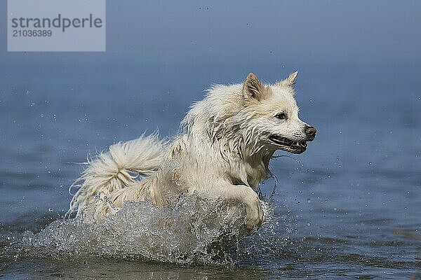 Swimming fun in Lake Constance