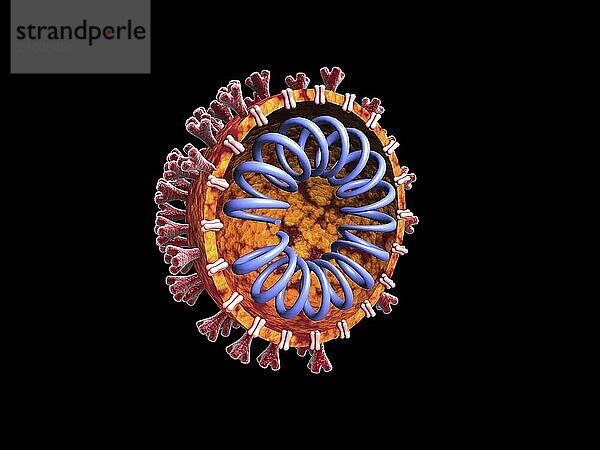 Cross section of the COVID-19 coronavirus