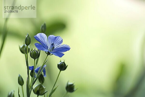 Flowering flax plant over blurred background  beautiful blue flax flower in selective focus and free space for text