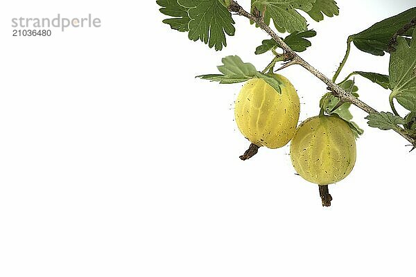 Branch of fresh green gooseberries with leaves over white background