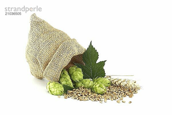 Bag full of hops and wheat isolated on white background  important ingredients in food and beverage production  particularly in brewing beer