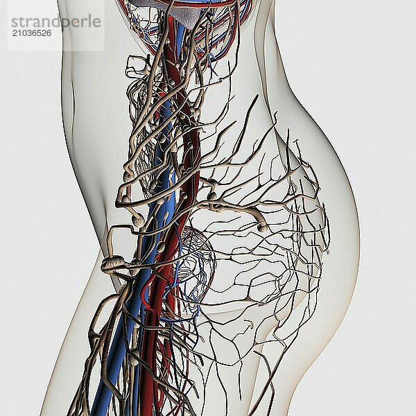 Medical illustration of arteries  veins and lymphatic system in female midsection  side view