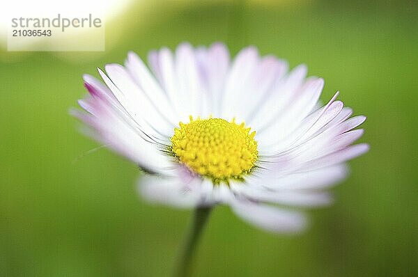 Daisy with lots of bokeh on a meadow. bright out of focus on the flower. Delicate colors in nature