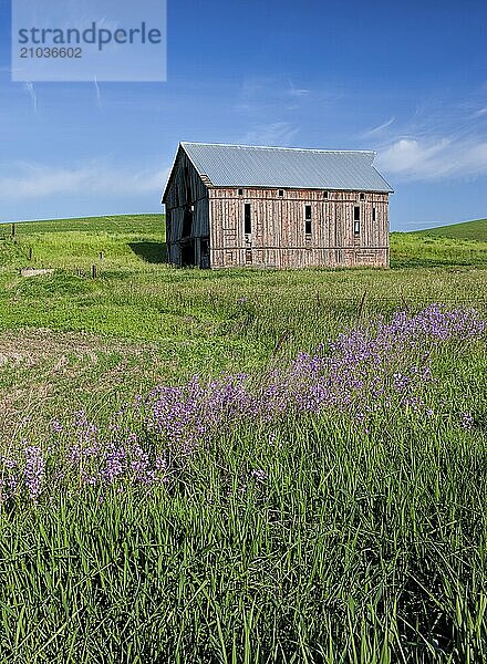 An old barn in a green field in the palouse region of eastern Washington