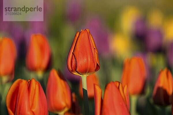 Every year  a colourful tulip exhibition takes place on the edge of the Swabian Alb