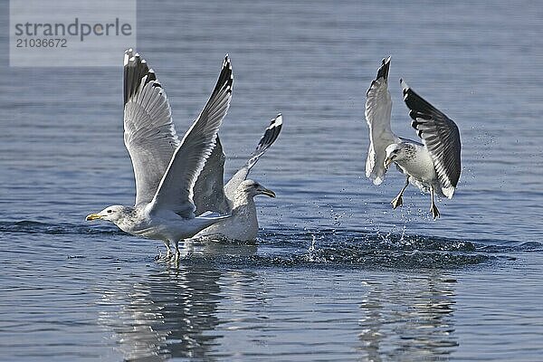 A group of three seagulls fight for fish in a lake in north Idaho